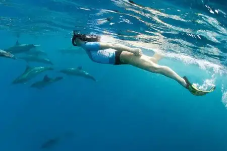 Snorkeling trip at satayh dolphin reef